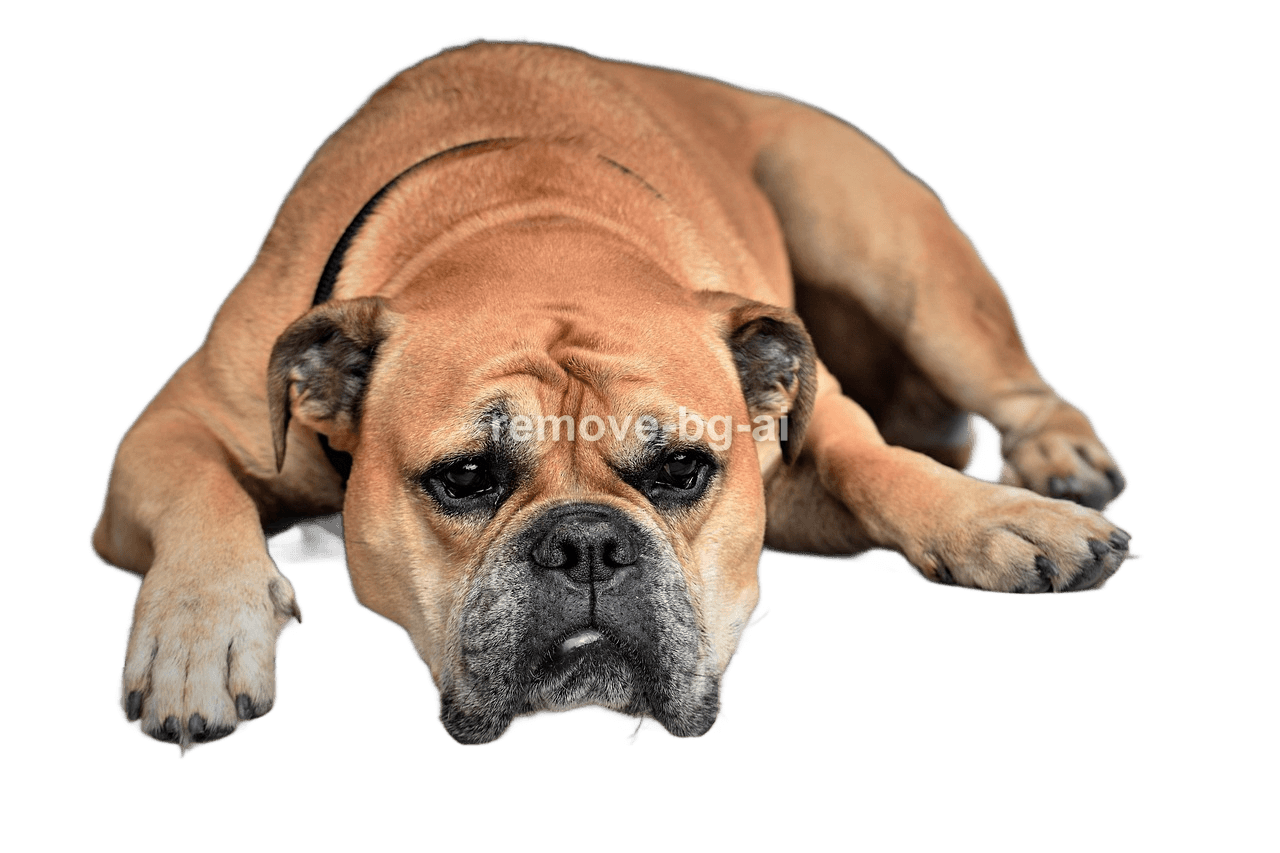 Portrait photo with transparent background removed by AI